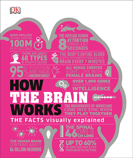 How the Brain Works : The Facts Visually Explained